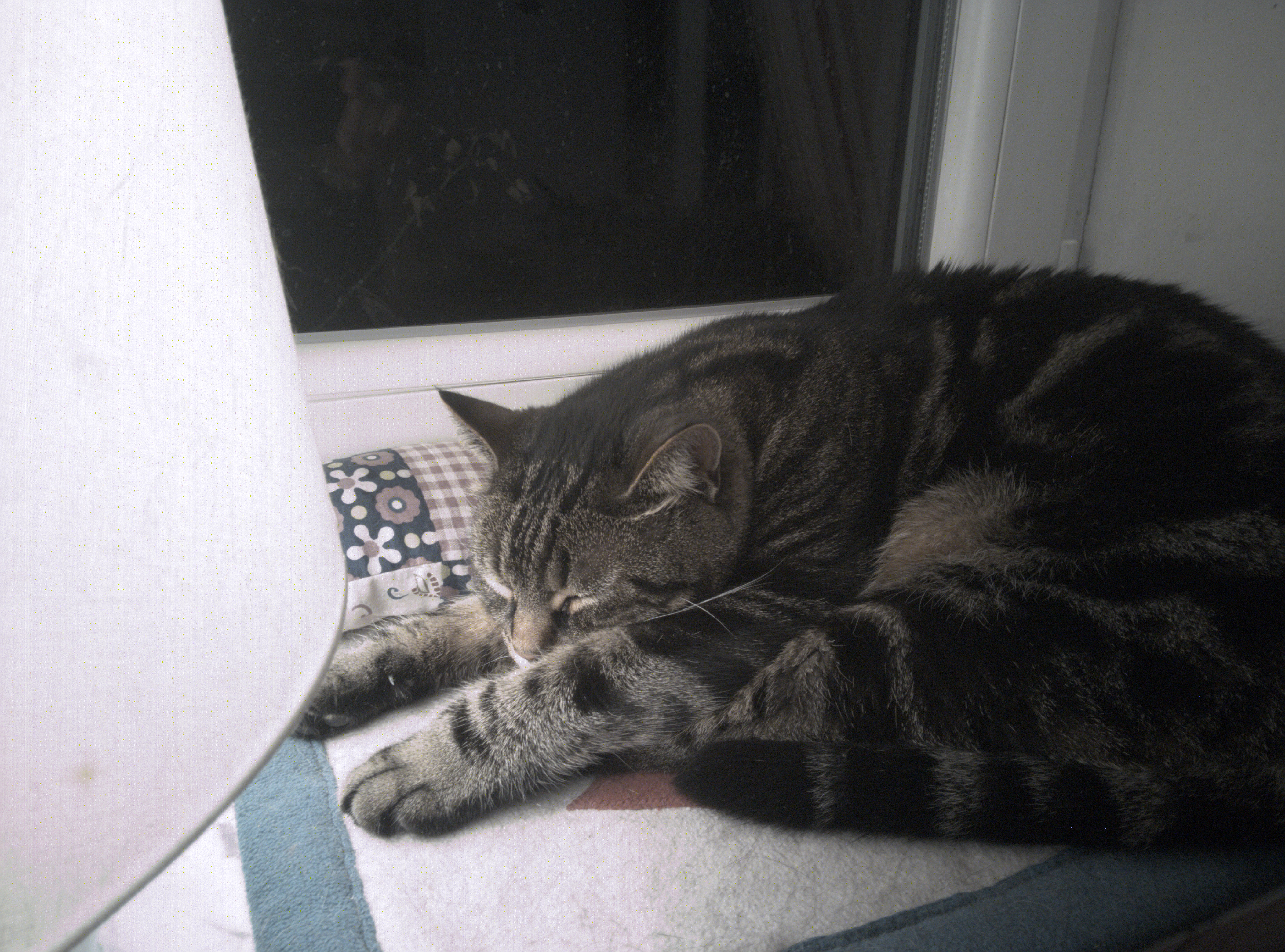 A classic cat picture, taken from a Librem 5